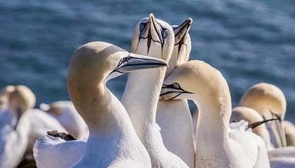 GGBET官方平台-北京国安新帅：将带着对胜利的渴望出发