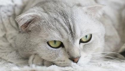 GGBET官方平台-北京国安新帅:将带着对胜利的渴望出发