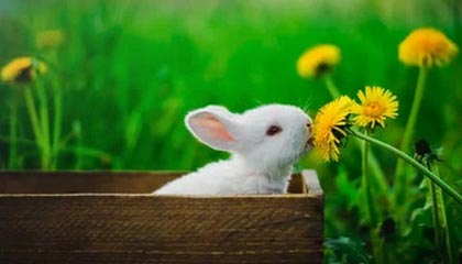 GGBET官方网站-句号杨戬一技能回头被追击集火，狼队一波团战一换三